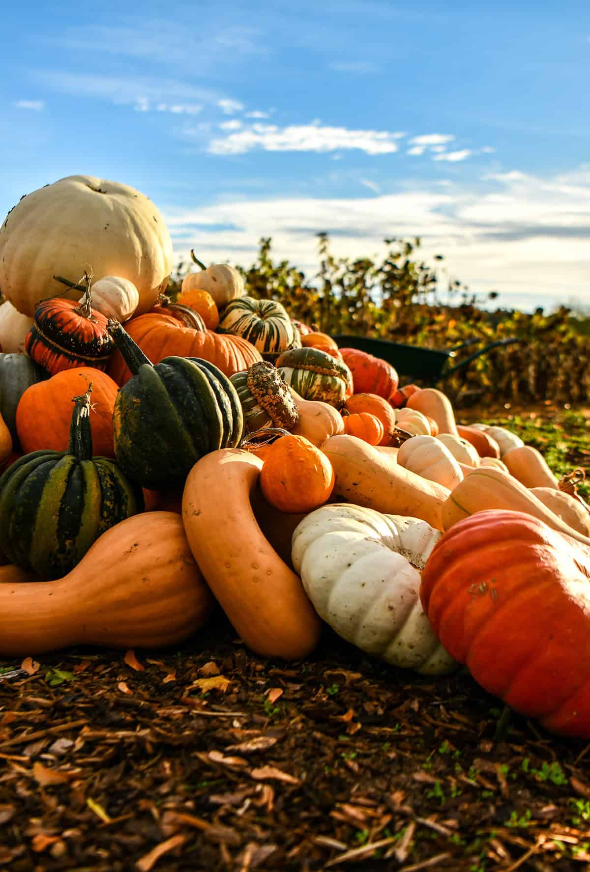Types Of Pumpkins