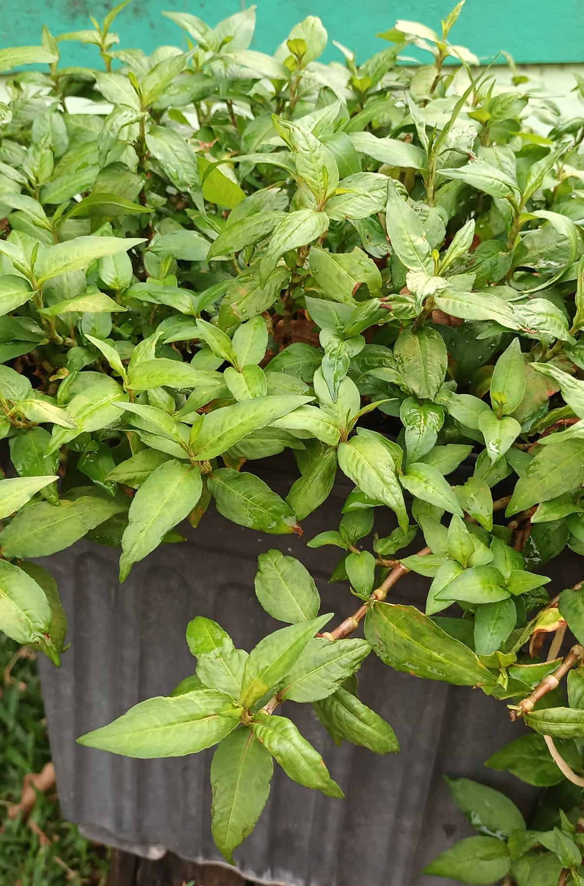 Vietnamese Coriander (Rau Răm)