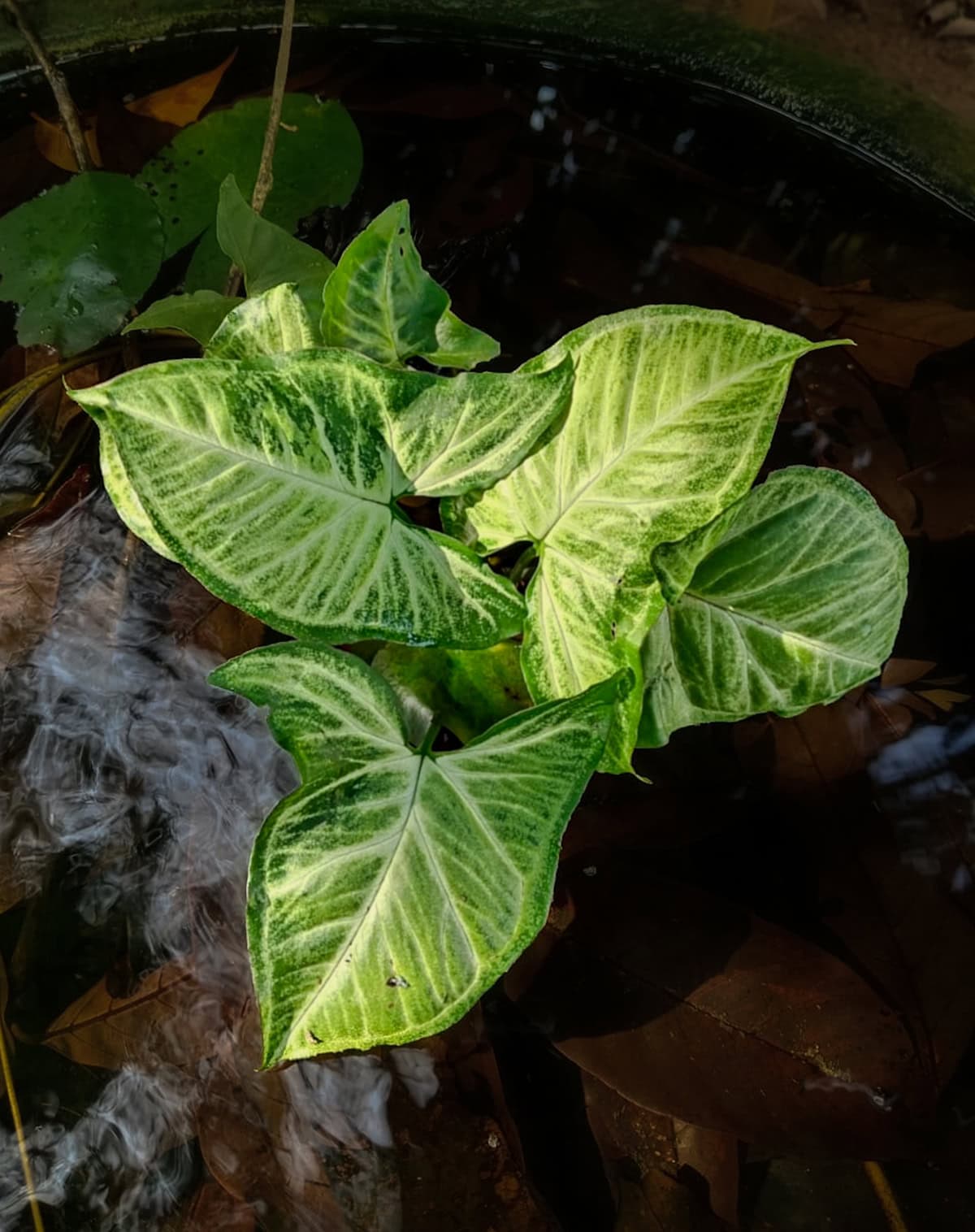 Water Arrowhead Plant