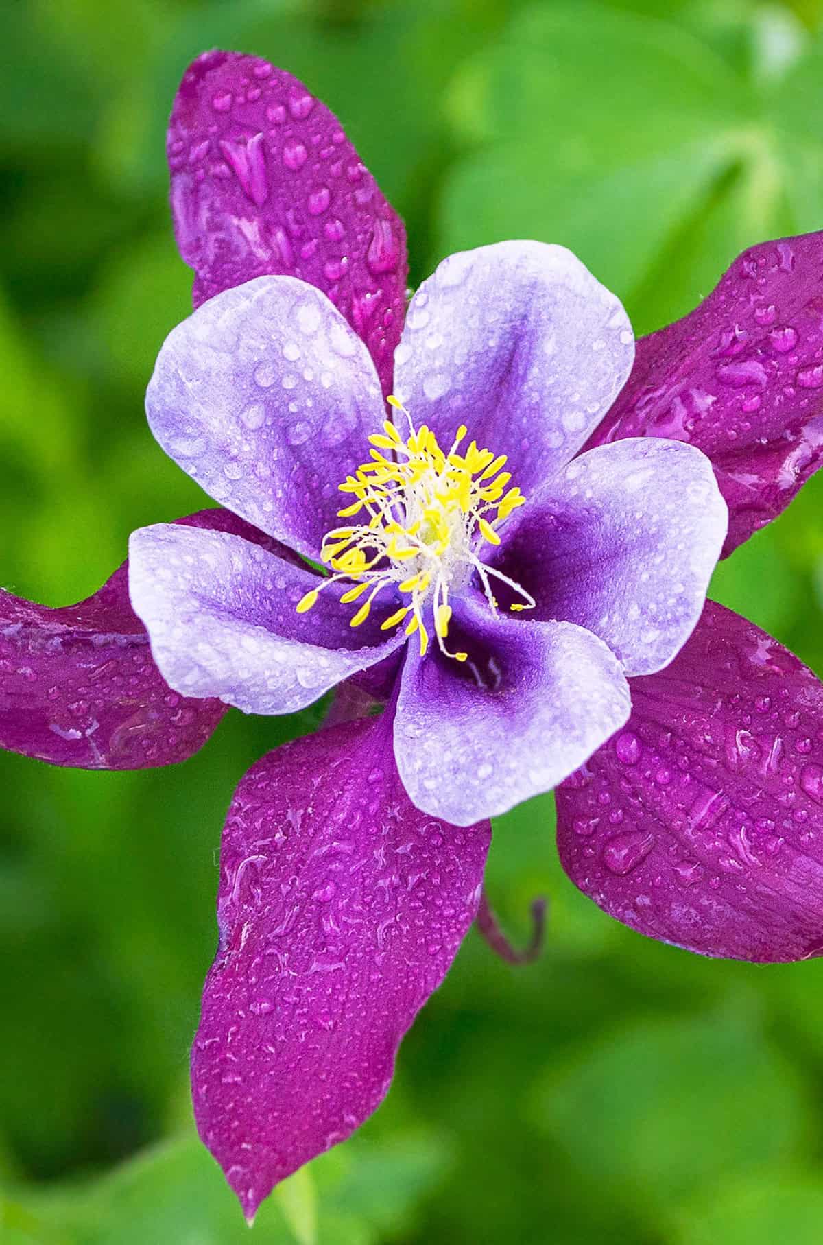 Water Columbine Flowers