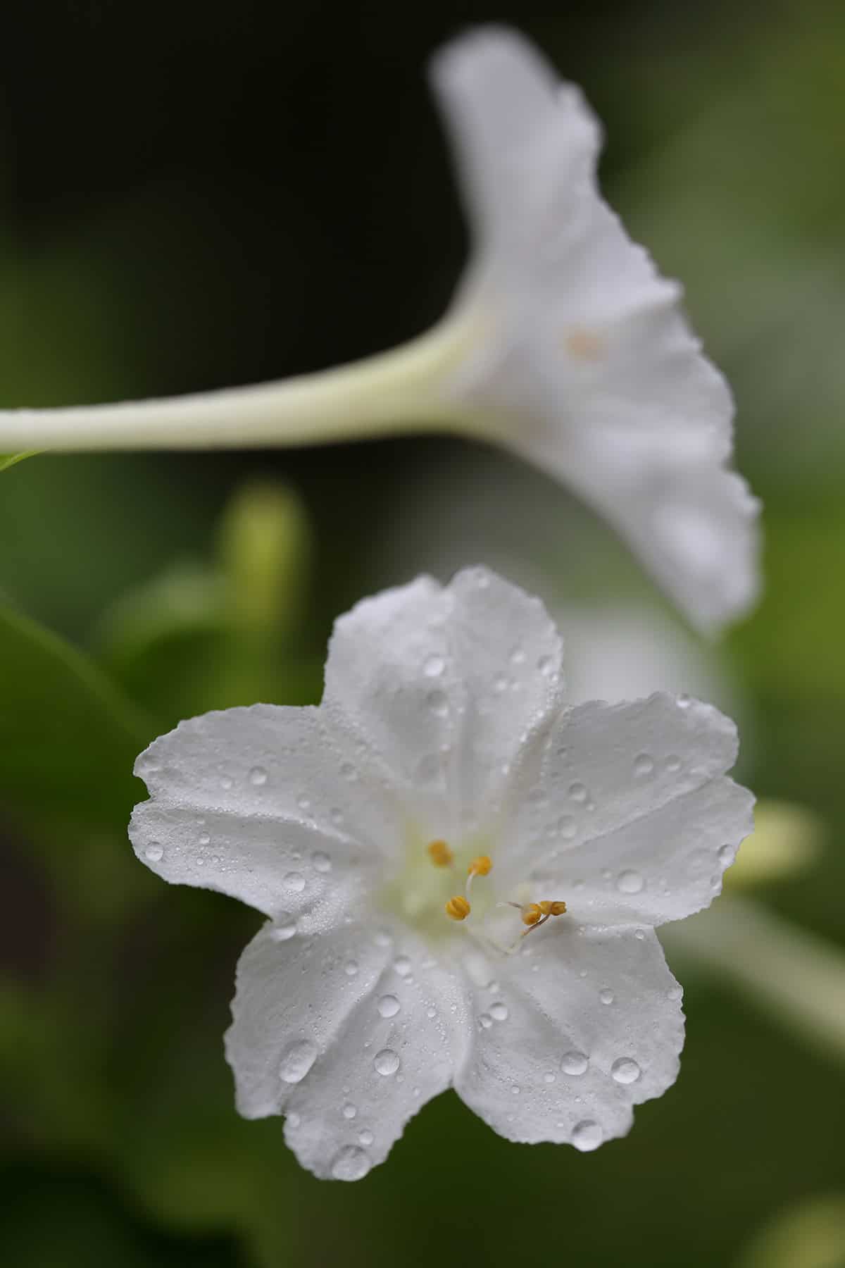 Water OClock Flowers