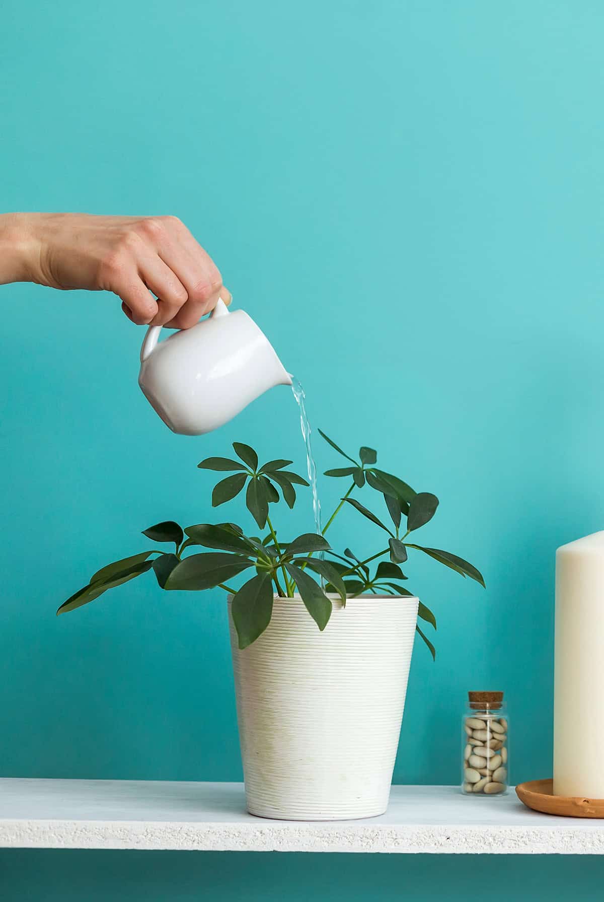 Water Schefflera