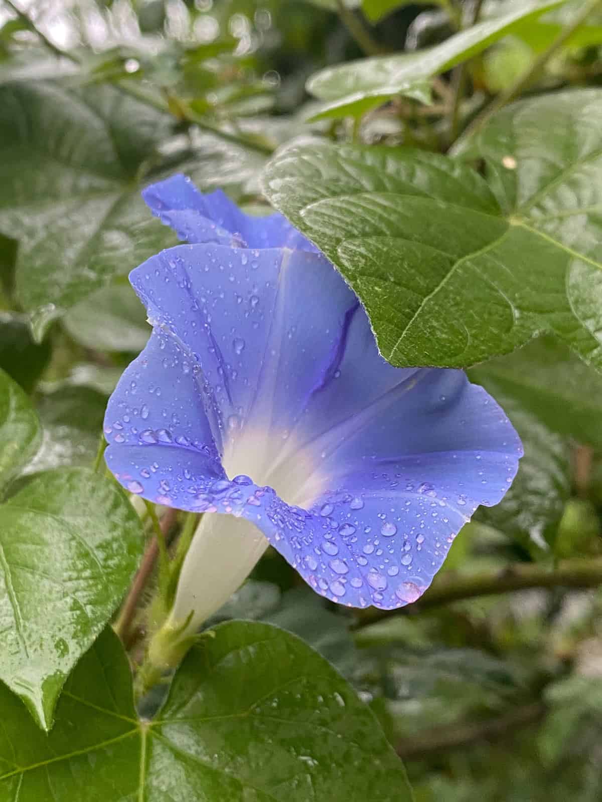 Watering And Feeding