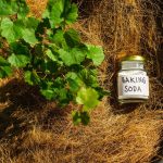 Ways to Use Baking Soda in the Garden