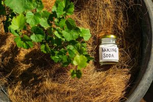 Ways to Use Baking Soda in the Garden
