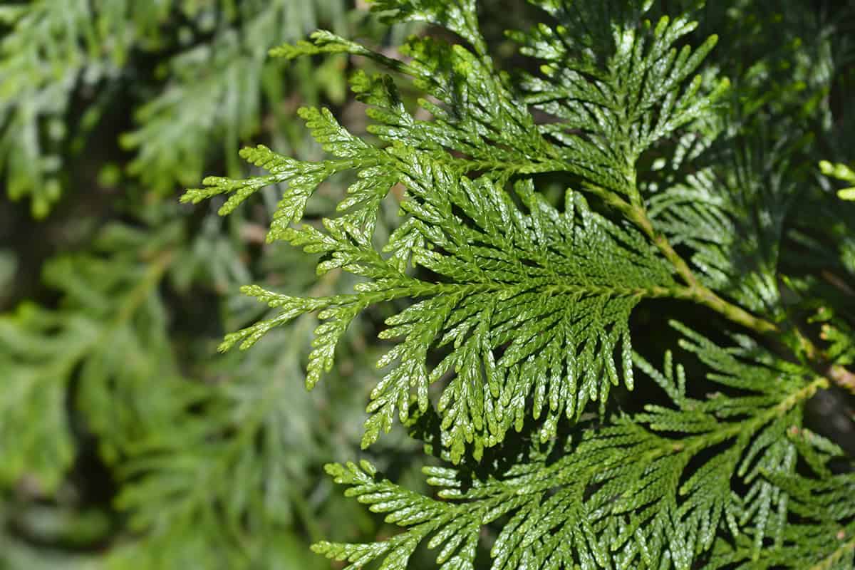 Western Red Cedar (Thuja plicata)