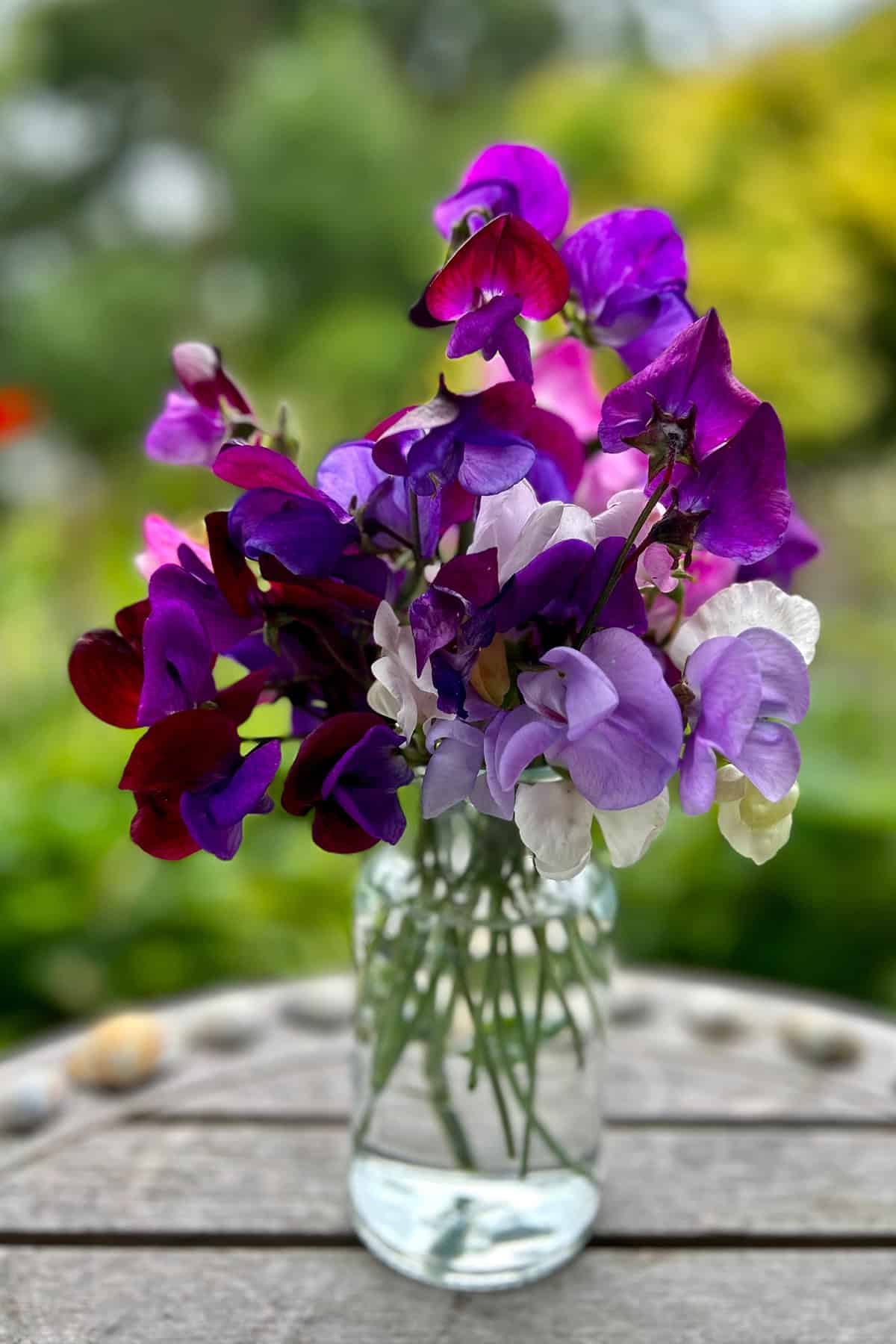 When And How To Harvest Sweet Pea Flowers
