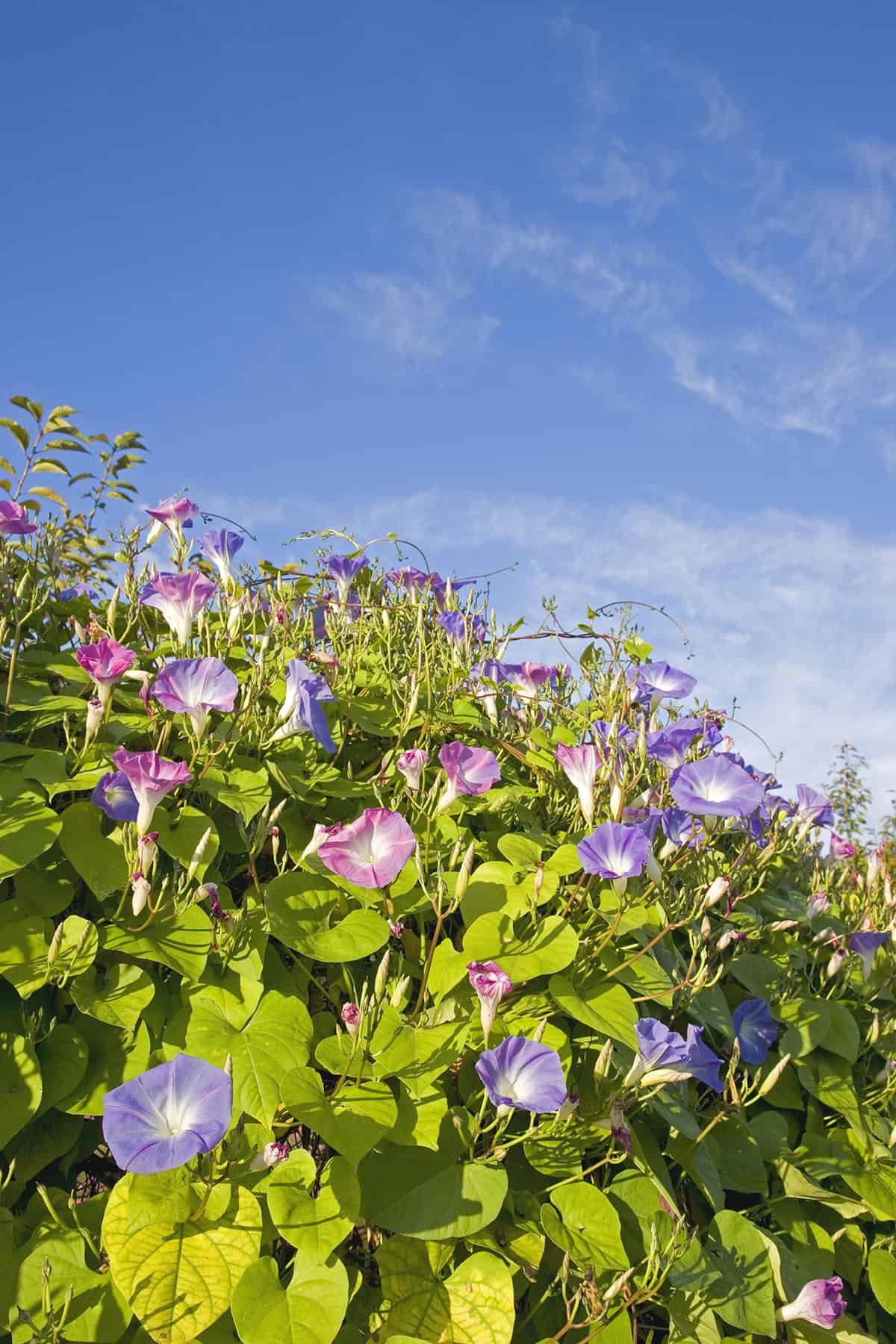 When And Where To Plant Morning Glory