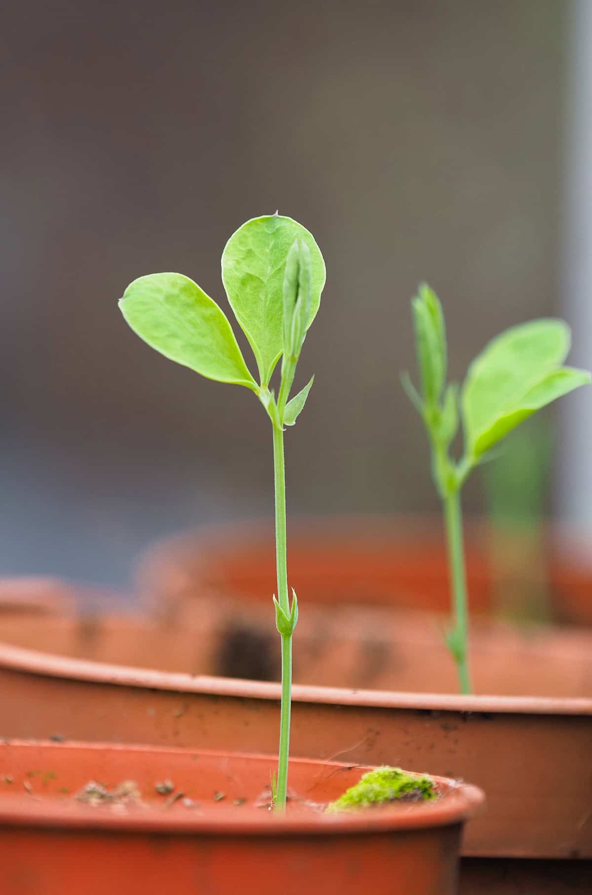 When And Where To Plant Sweet Peas