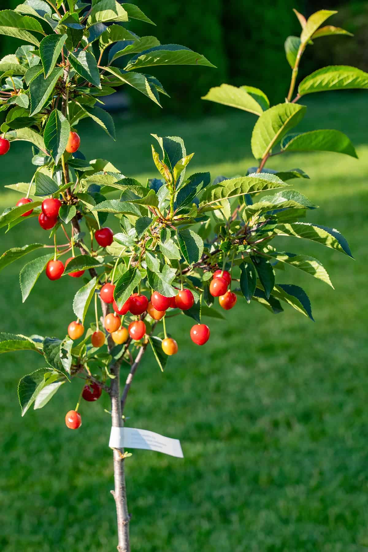 When Will My Cherry Tree Produce Fruit