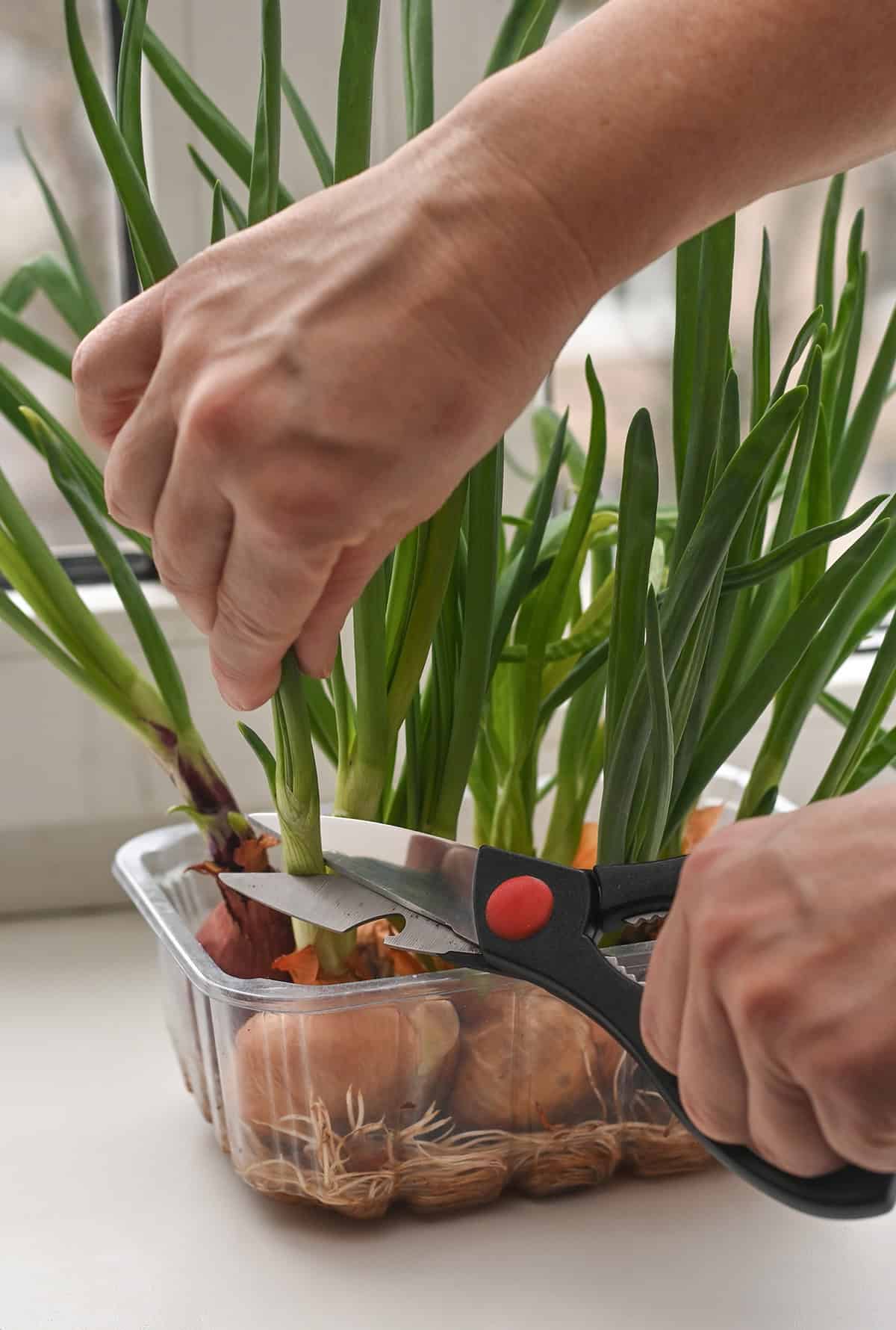 When and How to Harvest Onions