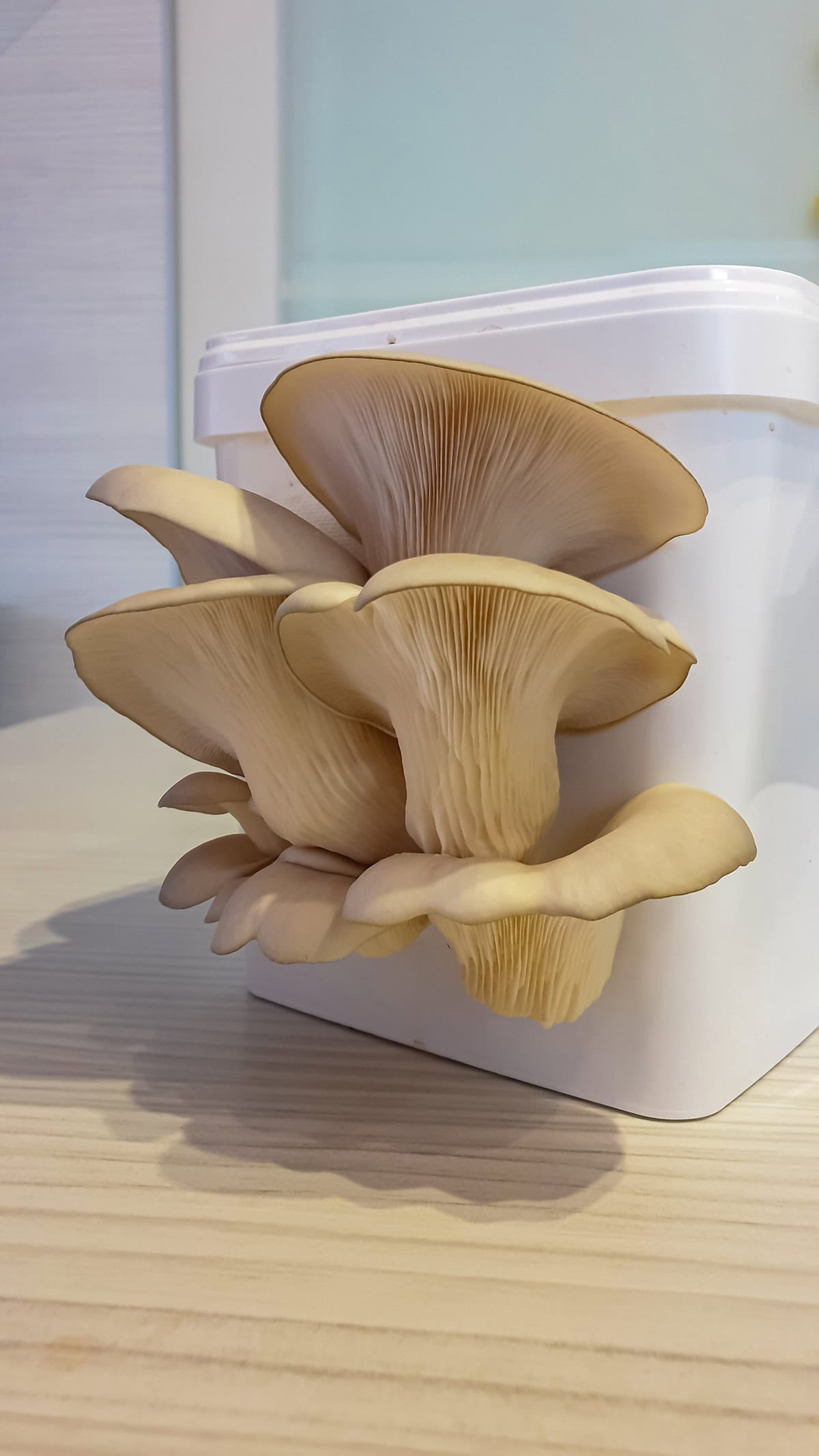 Why Grow Mushrooms Indoors