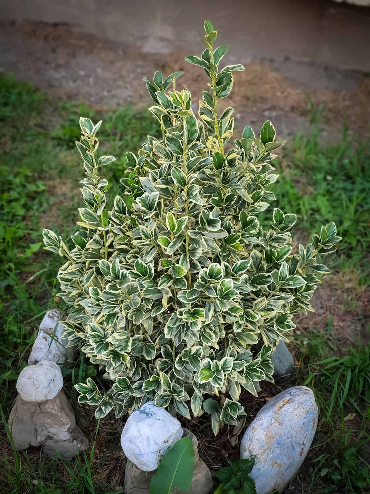 Wintercreeper (Euonymus fortunei)