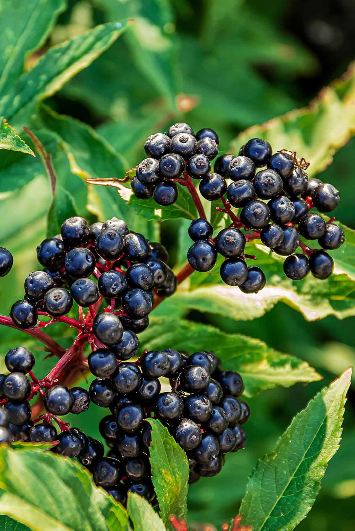 nova elderberry