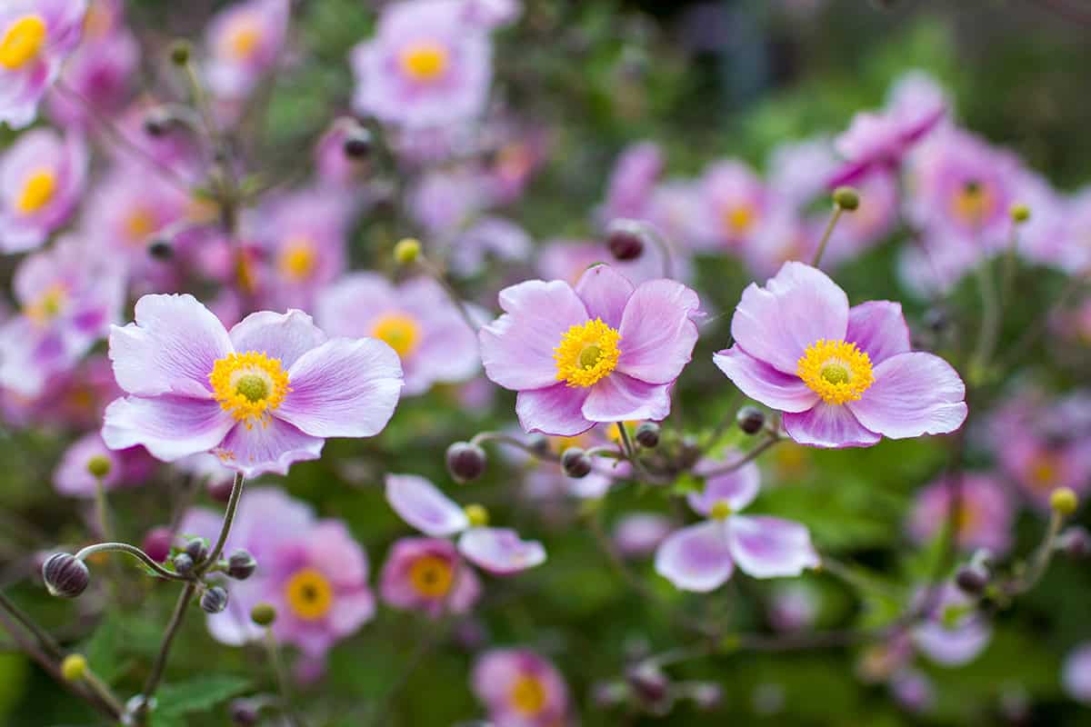 Anemones