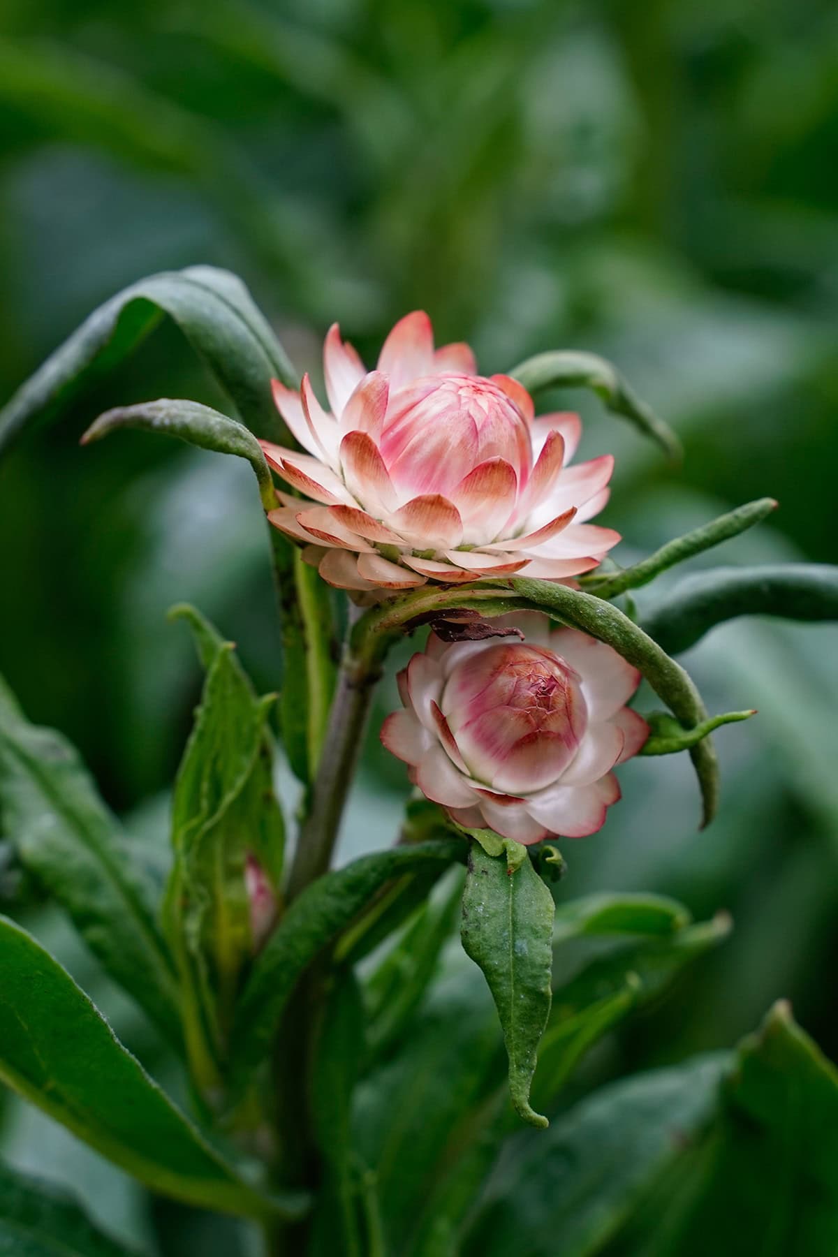Apricot Pink Strawflowers