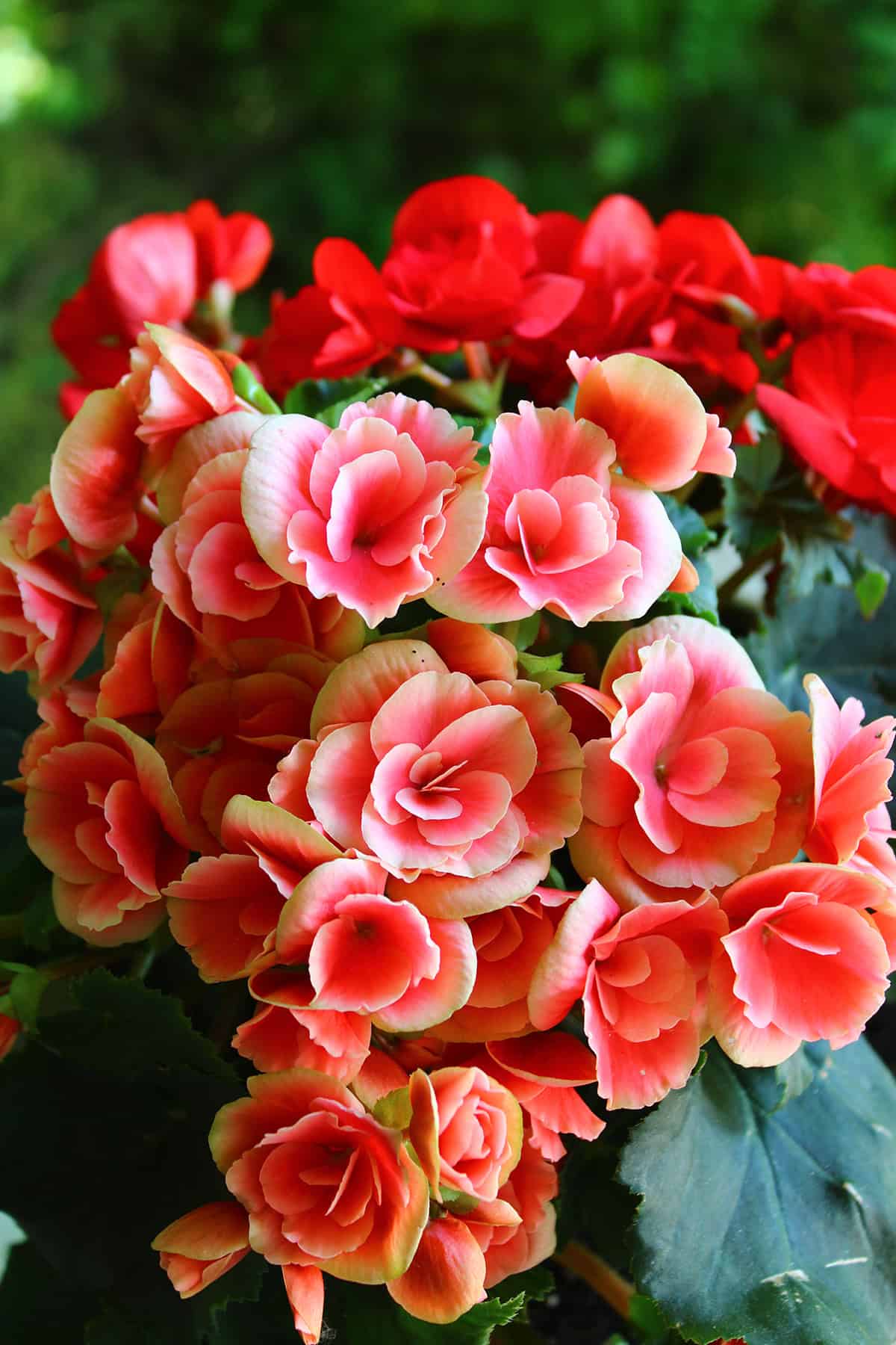 Begonias