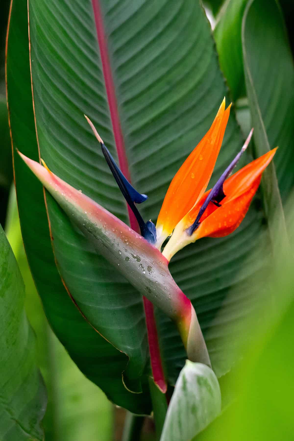 Bird of Paradise