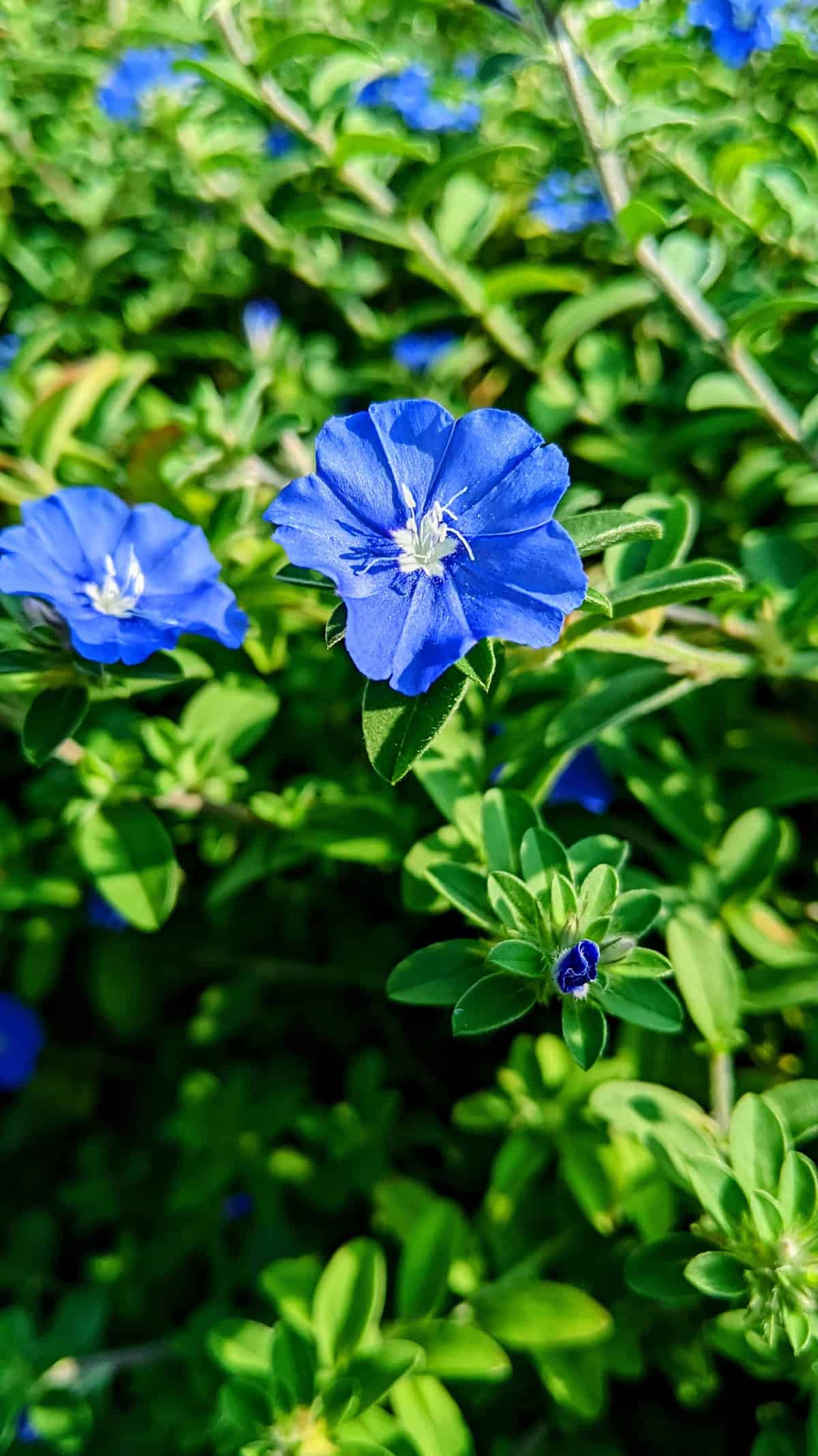 Blue Daze (Evolvulus)