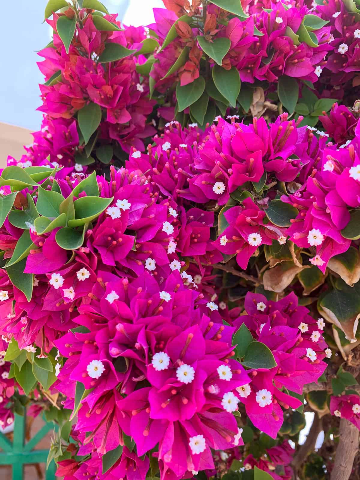 Bougainvillea