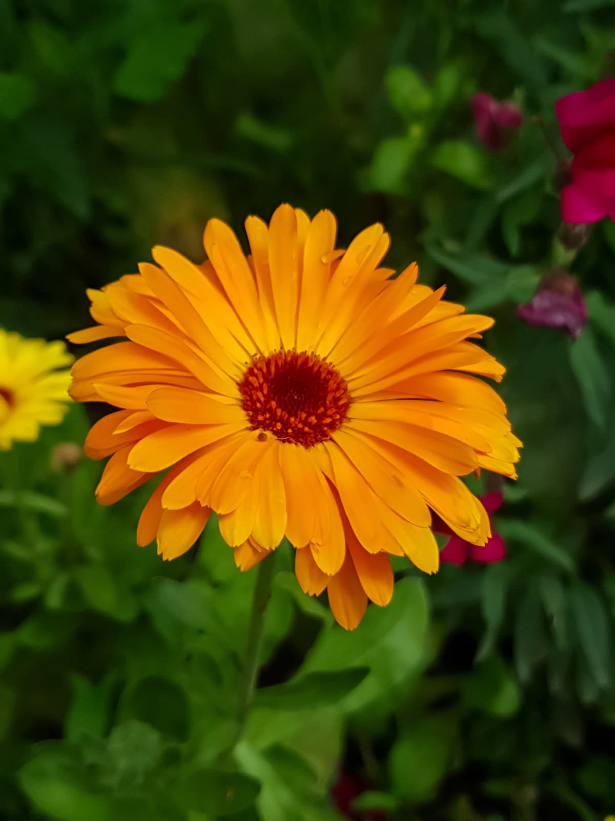 Calendula