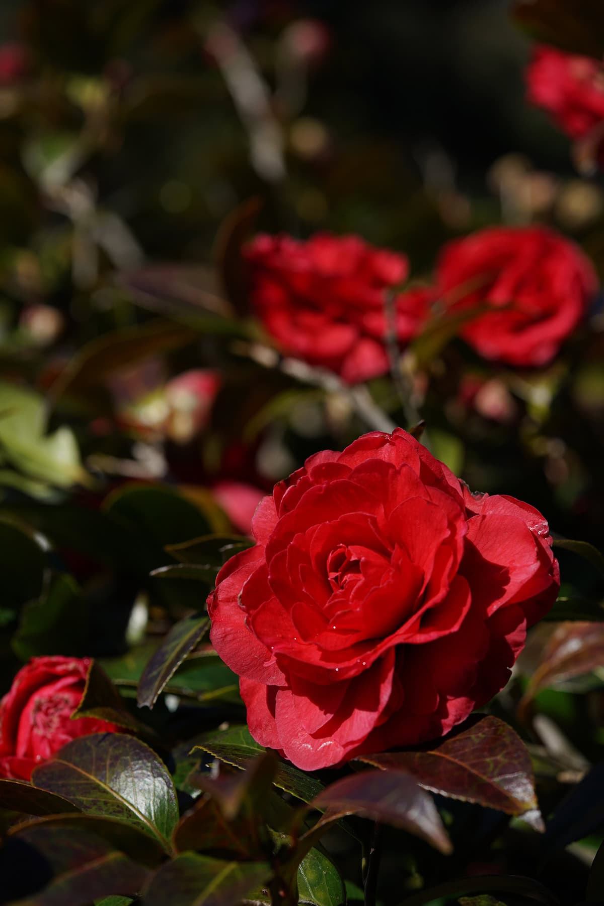 Camellias