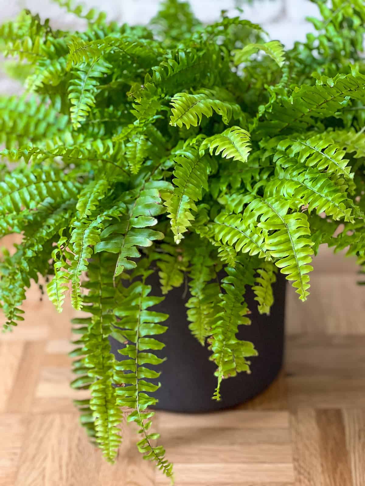 Choose The Right Fern Variety