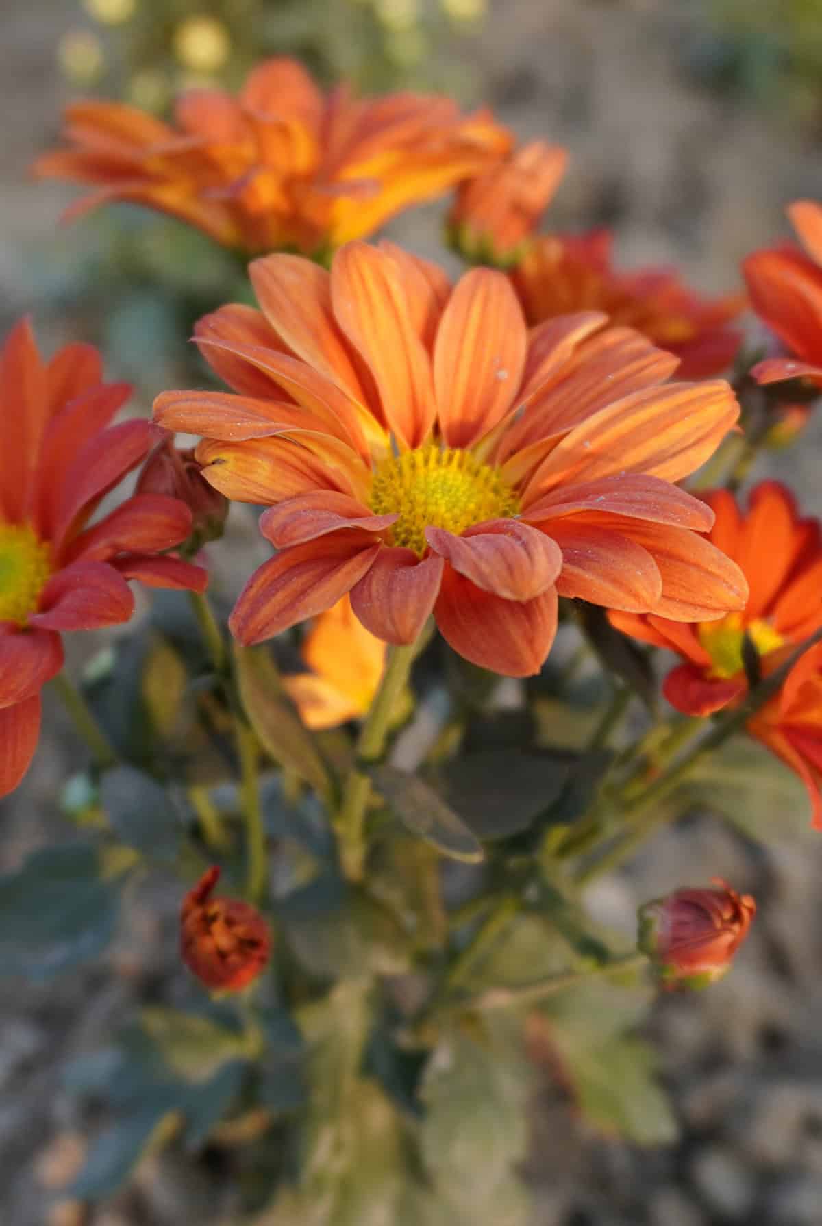 Chrysanthemums (Mums)