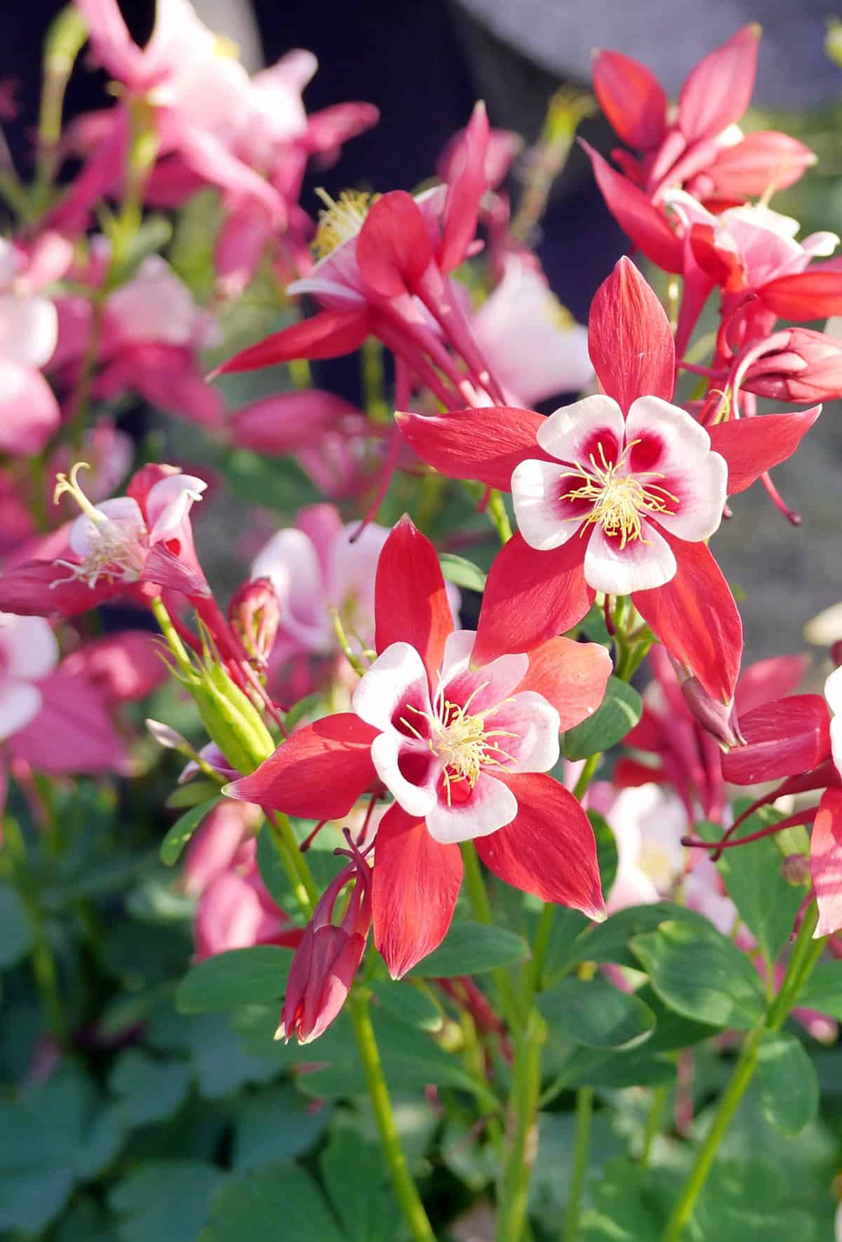 Columbine