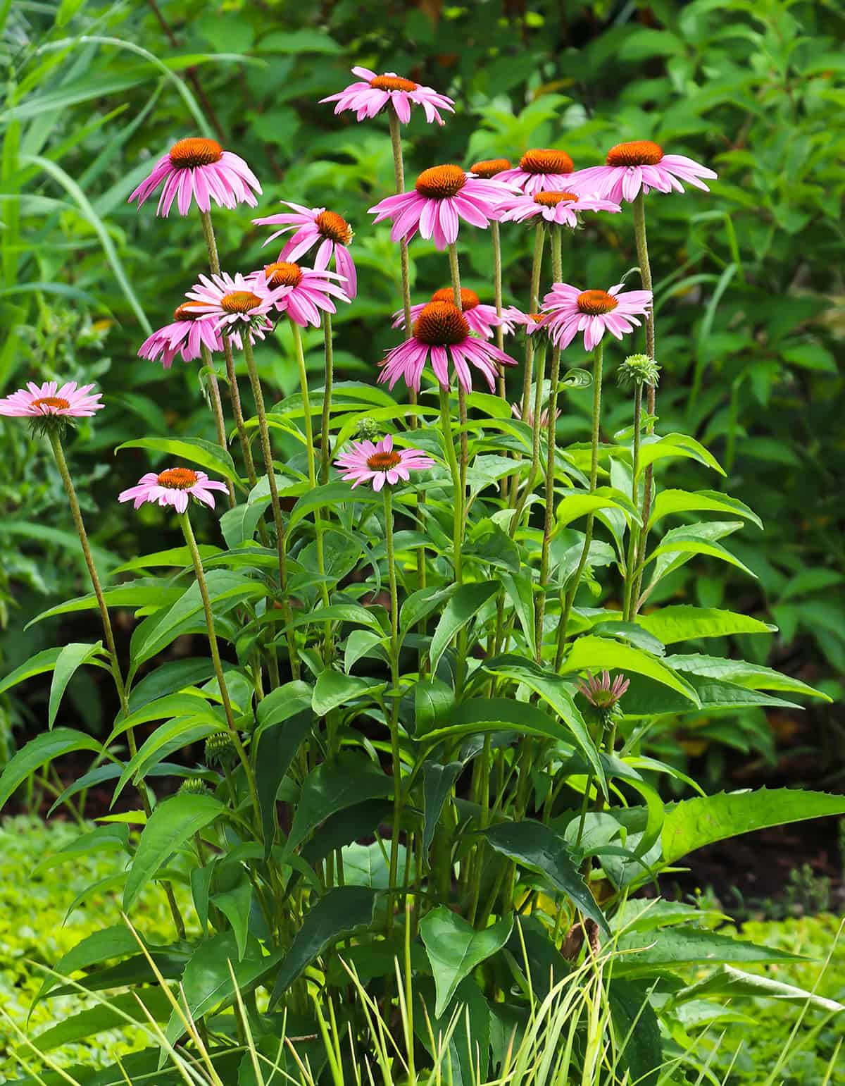 Coneflowers (Echinacea)