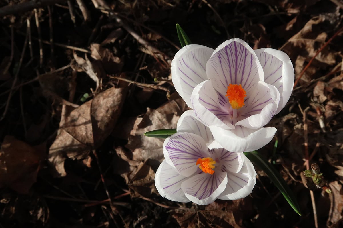 Crocus Bulbs