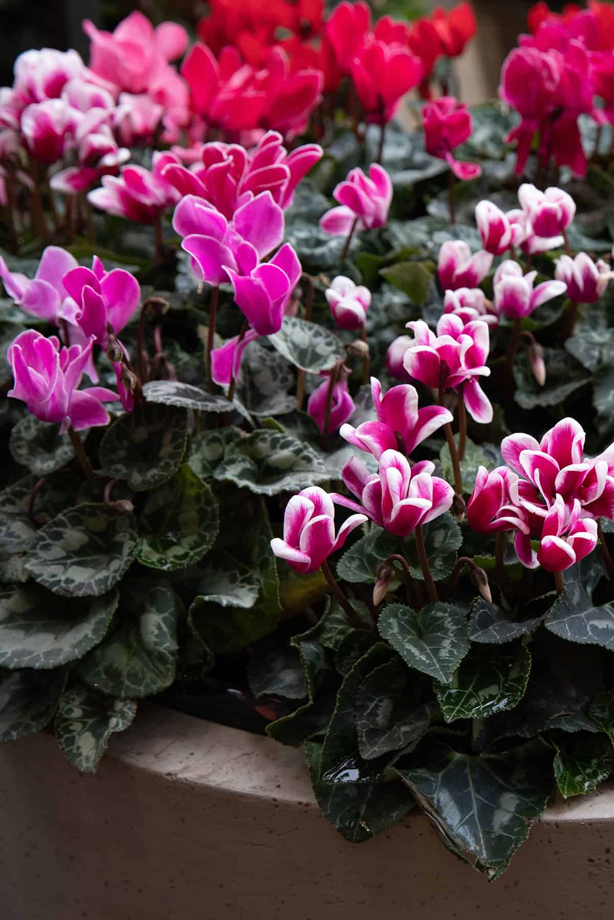 Cyclamen