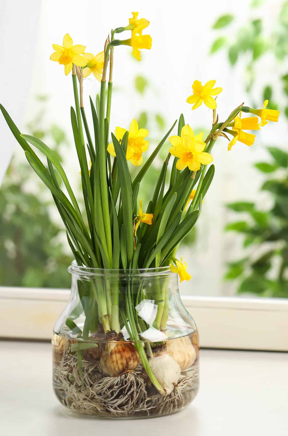 Daffodil Bulbs