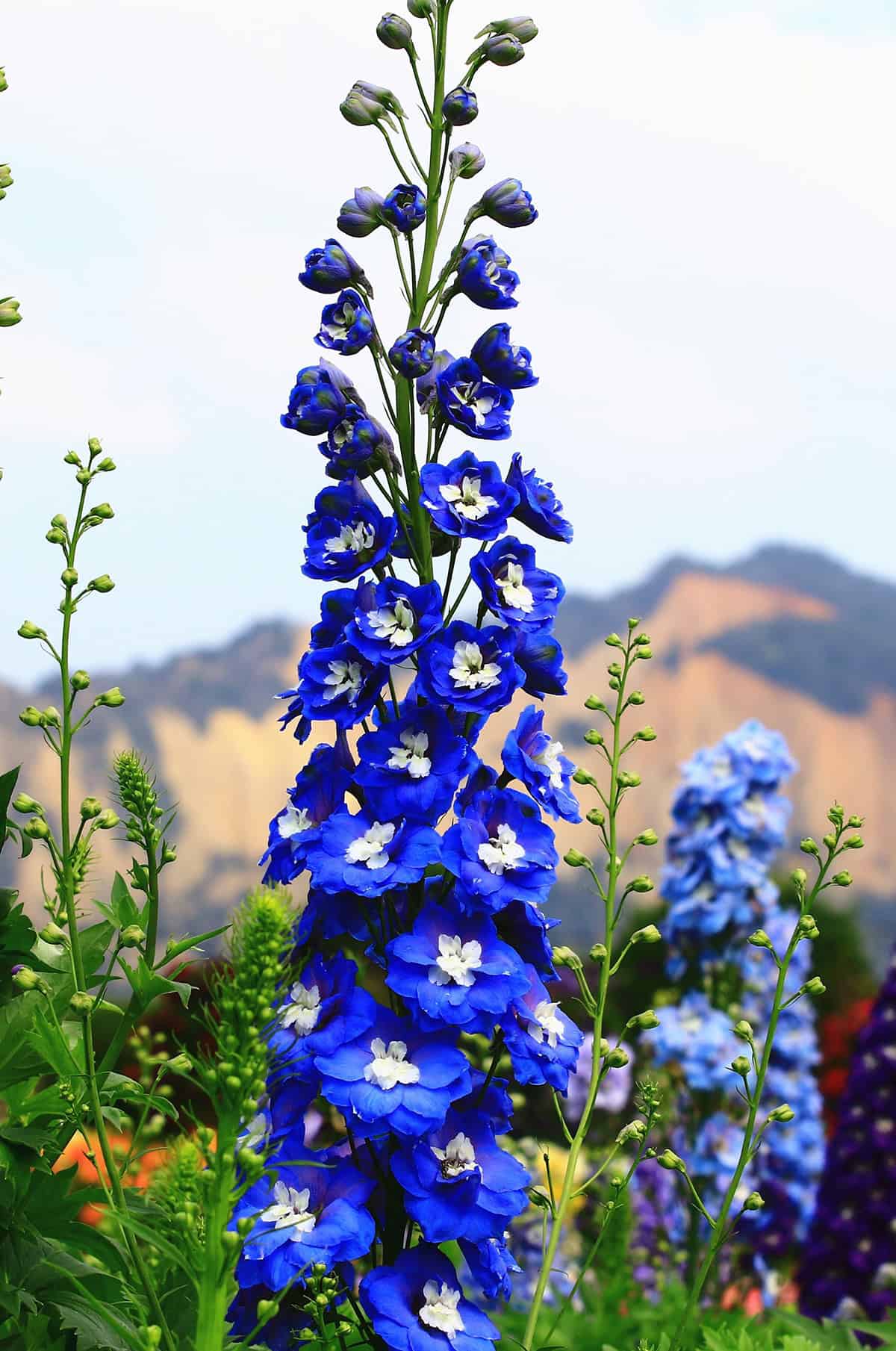Delphiniums