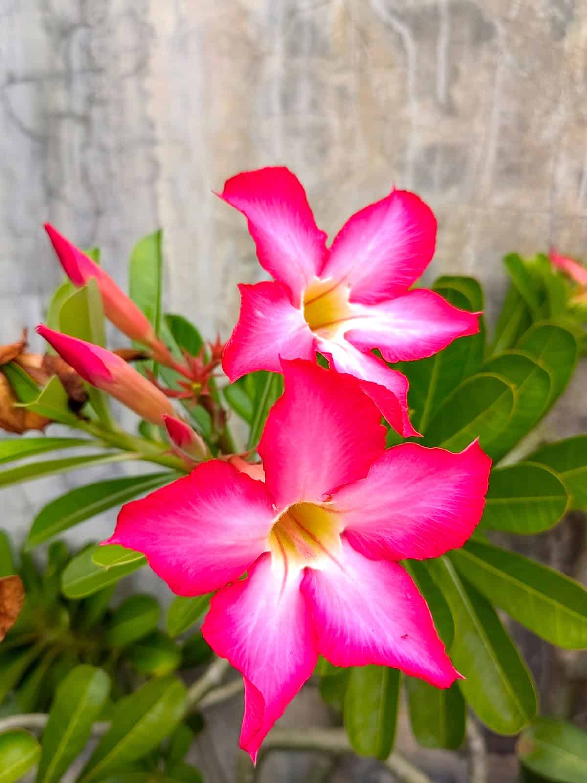 Desert Rose (Adenium)