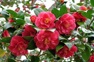 Flowers to Plant in December
