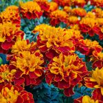 Flowers to Plant in Spring