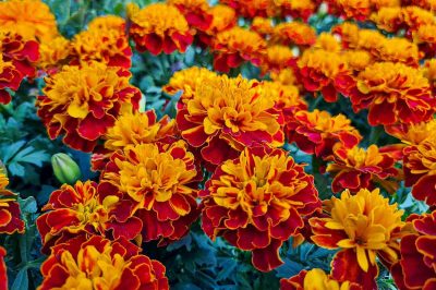 Flowers to Plant in Spring