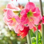 Flowers to Plant in Winter