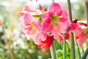 Flowers to Plant in Winter