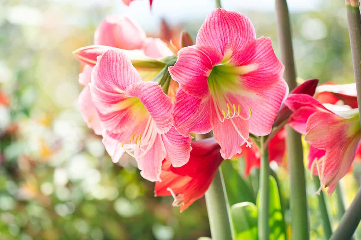 Flowers to Plant in Winter