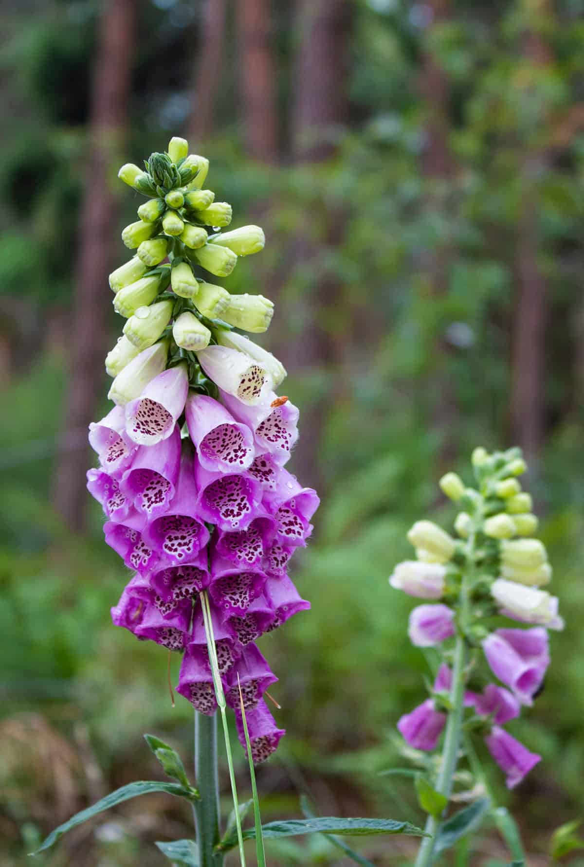 Foxglove