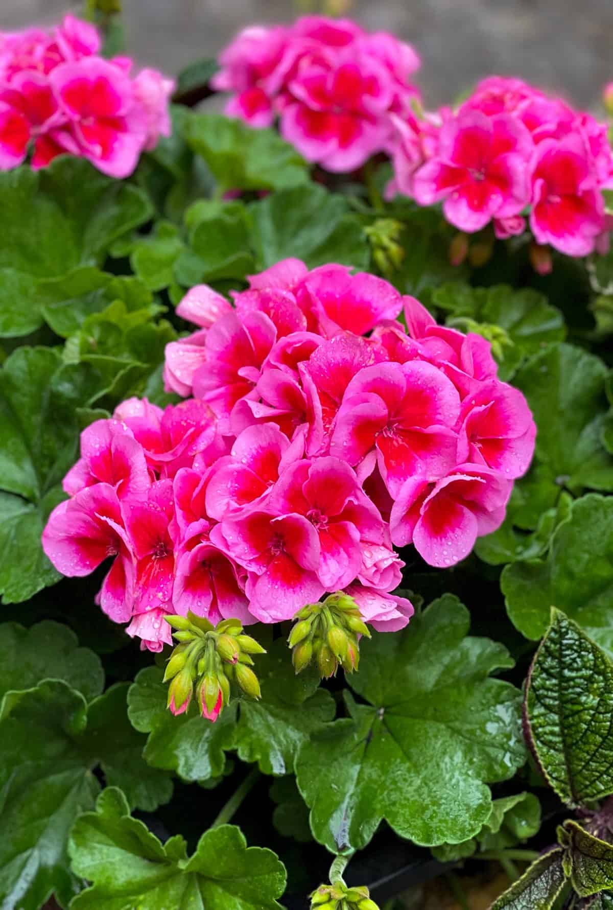 Geraniums