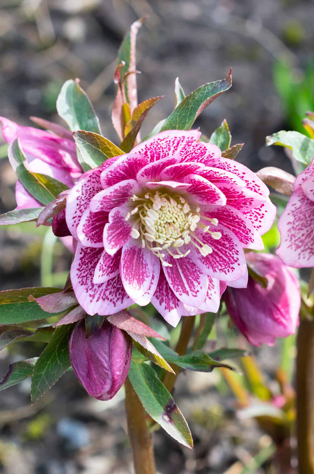 Hellebores