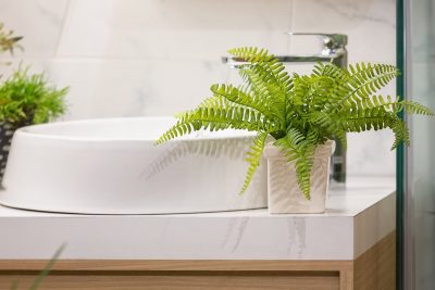 How Not to Kill Your Indoor Ferns