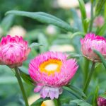 How to Grow and Care for Strawflowers