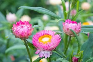 How to Grow and Care for Strawflowers