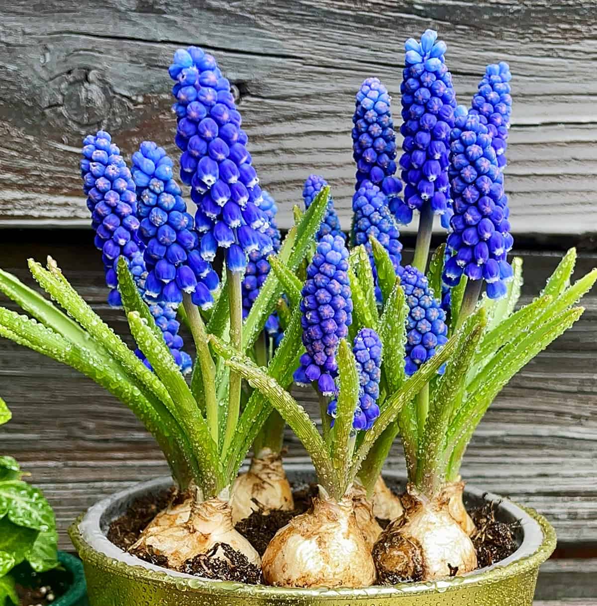 Hyacinth Bulbs