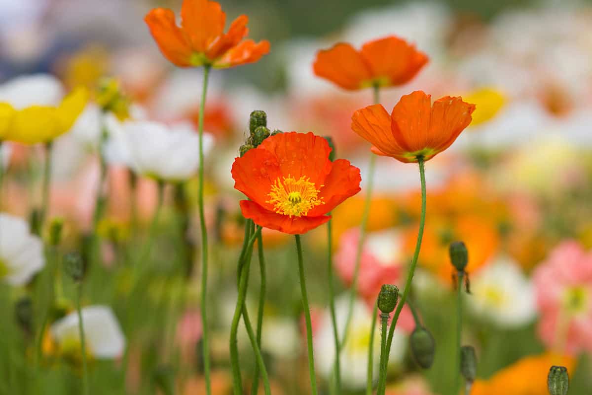 Iceland Poppies