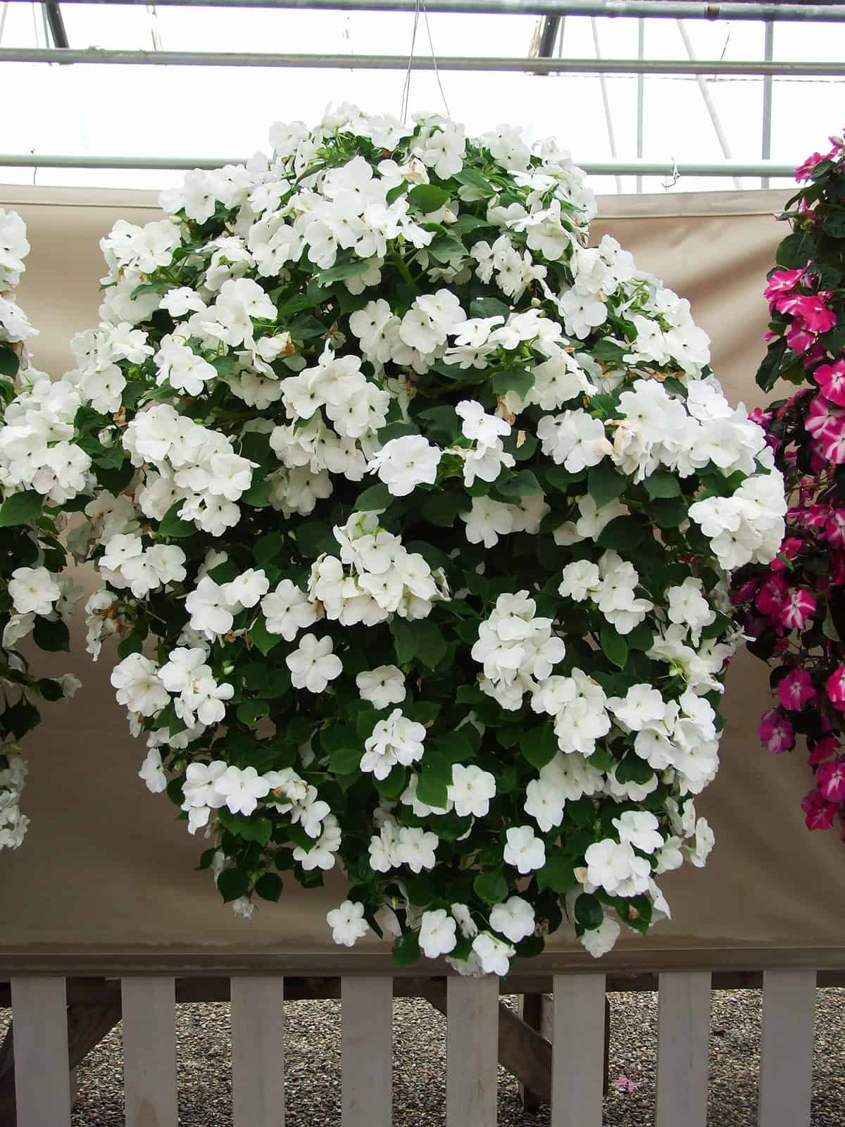 Impatiens